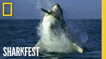 🔴 LIVE: SHARKFEST! World's Biggest Sharks | 20 FULL EPISODE SPECIALS | Nat Geo