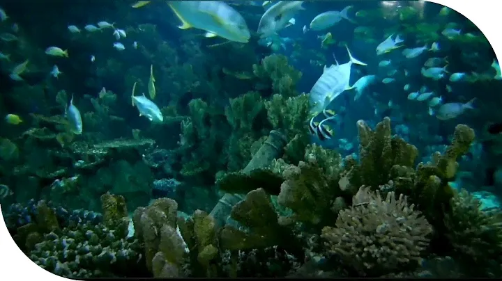 Океанариум Sochi Discovery World Aquarium Сочи Адлер.
