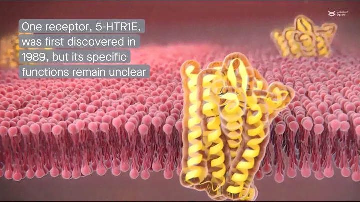 The 5-HTR1E serotonin receptor: Discovery, structure, and function
