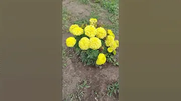 Как в огороде без бархатцев? #Антигуа Примроза, #огород, #село, #бархатцы,