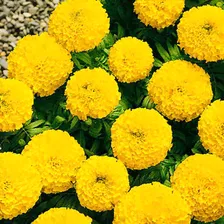 Бархатцы прямостоячие Discovery Yellow