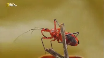 Удивительные насекомые. Док фильм Nat Geo Wild HD