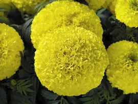 Тагетес прямостоячий Discovery Yellow