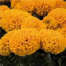 Бархатцы прямостоячие, Оранжевые "Discovery, Orange"