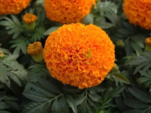 Бархатцы Крупные Discovery Orange