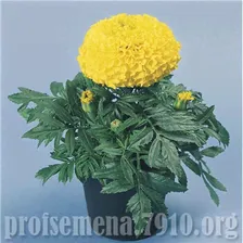 Бархатцы Discovery Yellow - 10 шт
