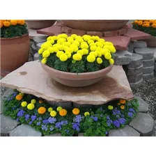 Бархатцы Discovery Yellow - 10 шт