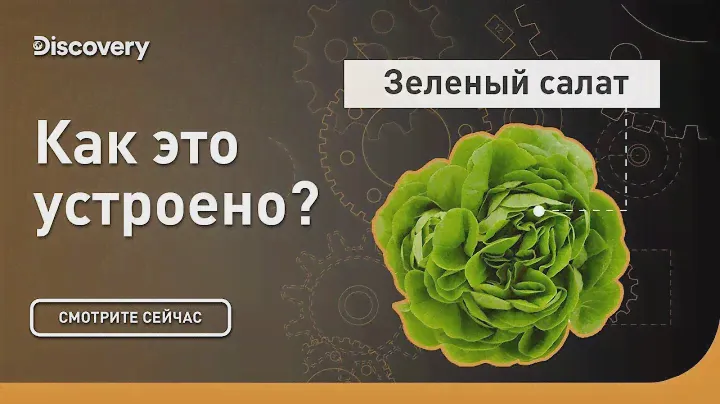 Зеленый салат | Как это устроено | Discovery